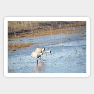 Sandhill Cranes Wading thru Malheur NWR Sticker